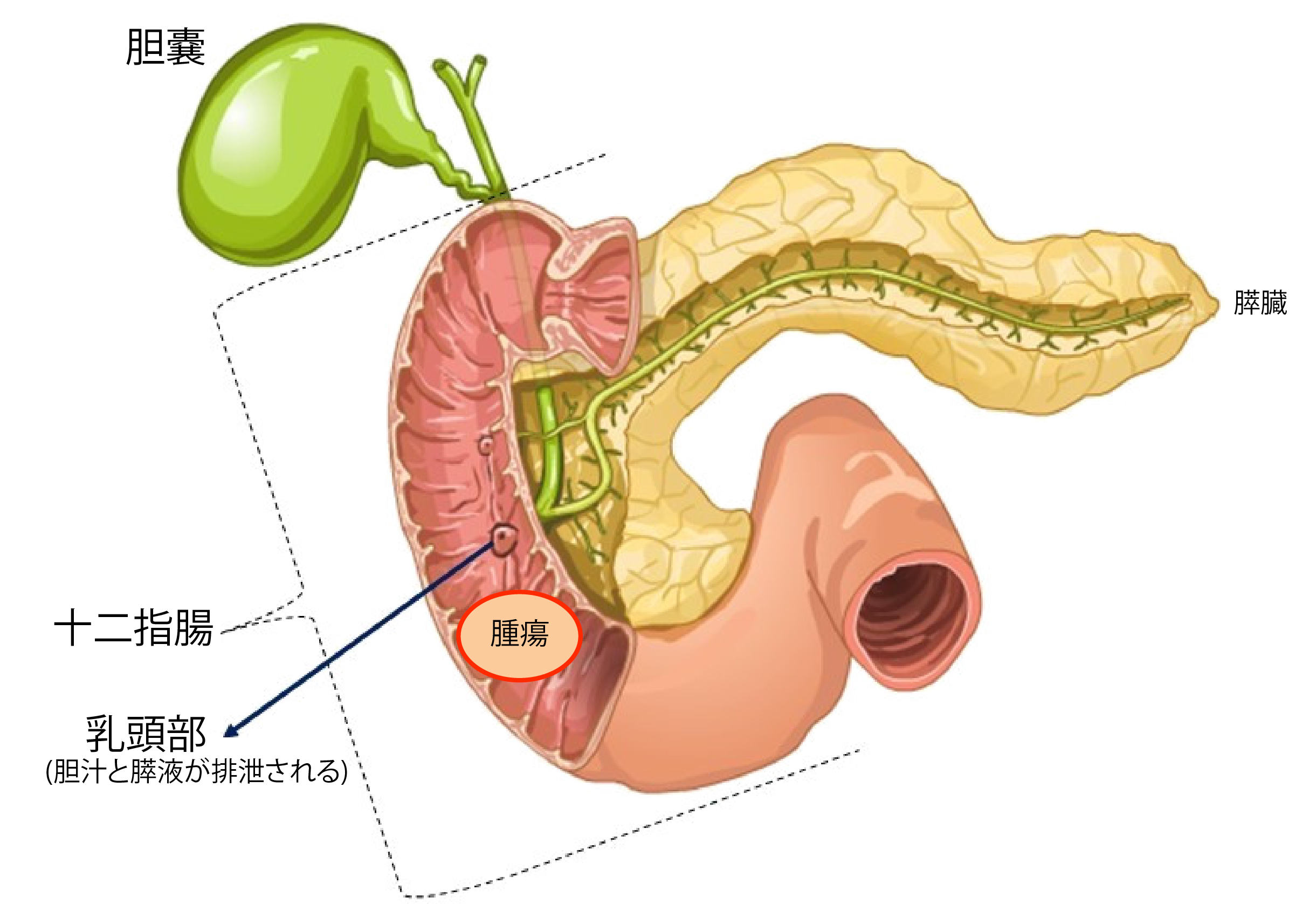 十二指腸の解剖と周辺臓器
